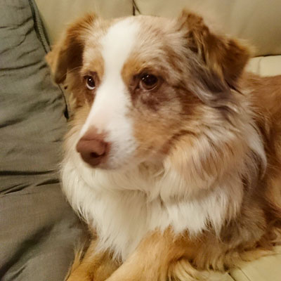 Chienne, mini australien. Assistante Faycee pour aider les enfants